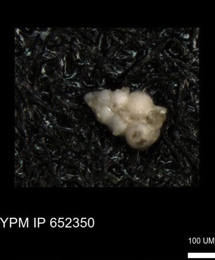 undet. Heterohelicidae