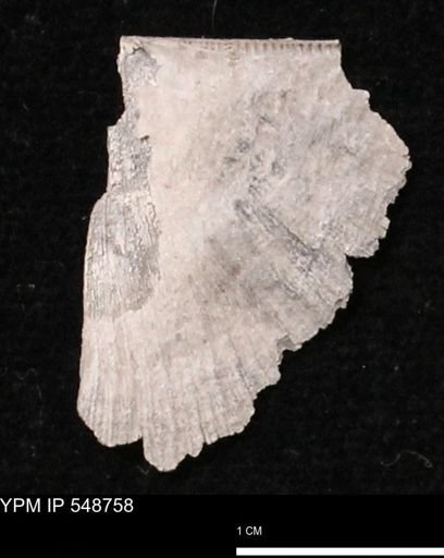 Stropheodonta perplana