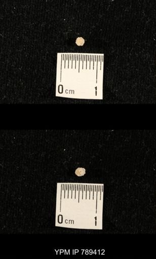 undet. Bryozoa