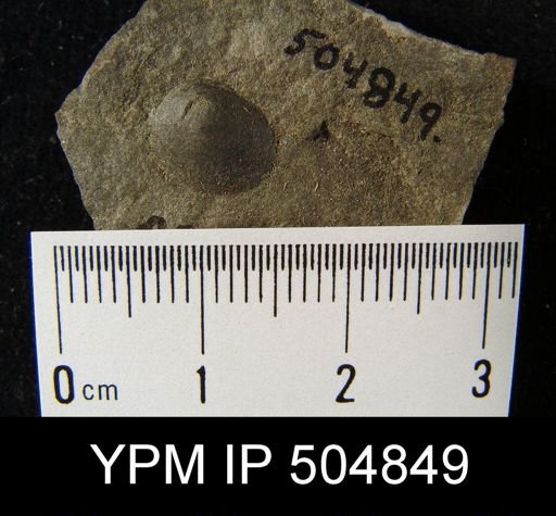 Schizobolus?