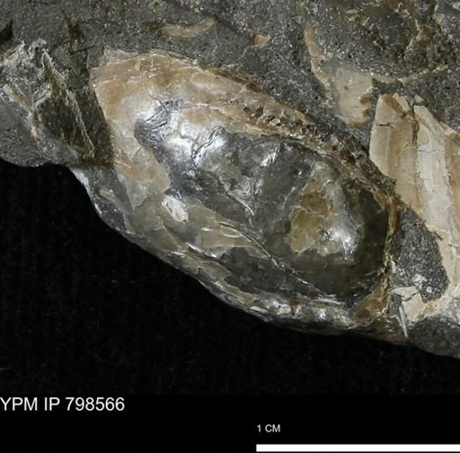 Nucula sp.