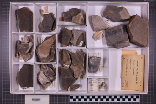 mixed taxa, stratigraphic collection