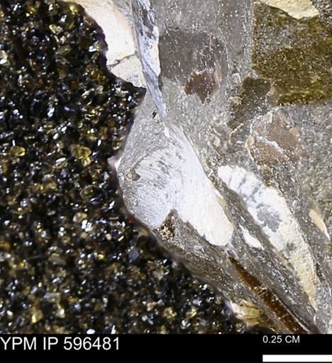 undet. Mollusca