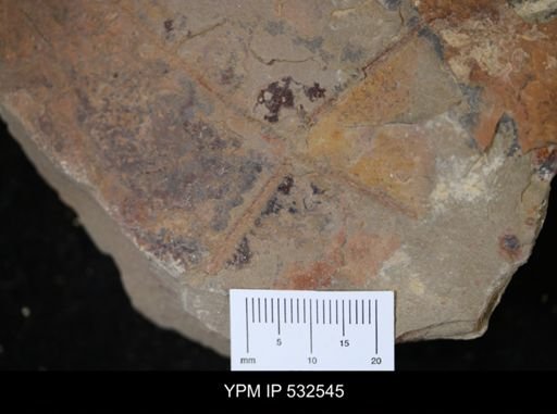 Tetragraptus sp.