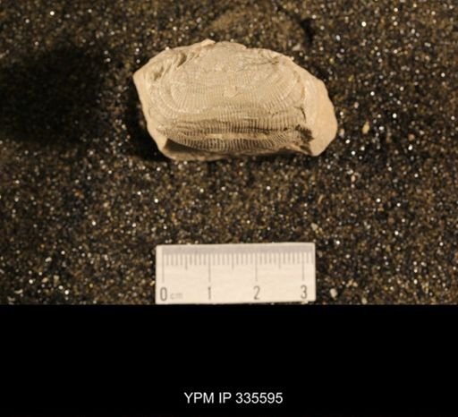 Linoproductus sp.