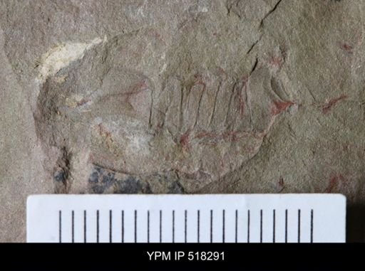 Thelxiope sp.