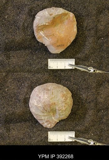 undet. Scaphitidae