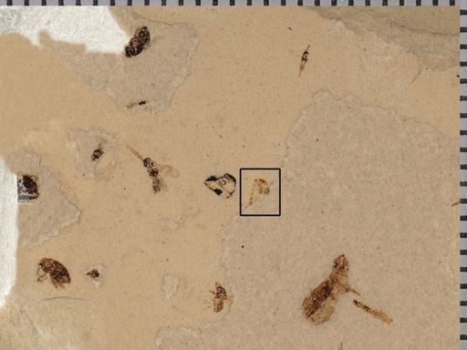 undet. Diptera