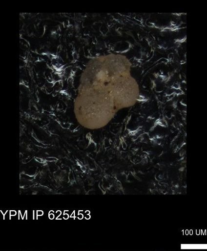 undet. Foraminiferida