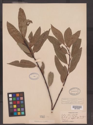 Salix alba