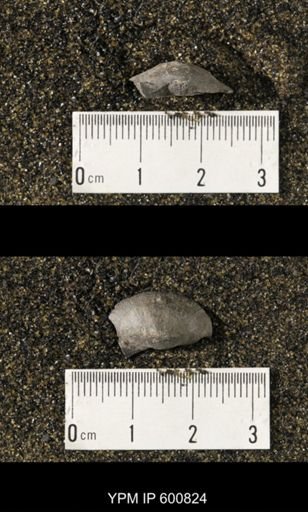 Chonetes scitulus