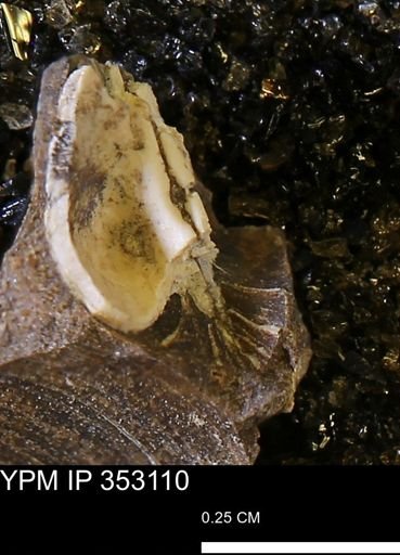 Limopsis striatopunctatus