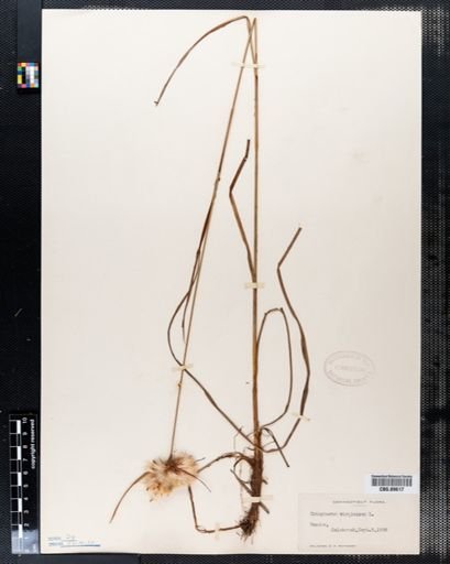 Eriophorum virginicum