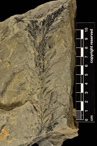 Lepidodendron sp.