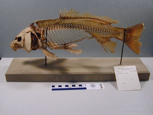 Cyprinus carpio