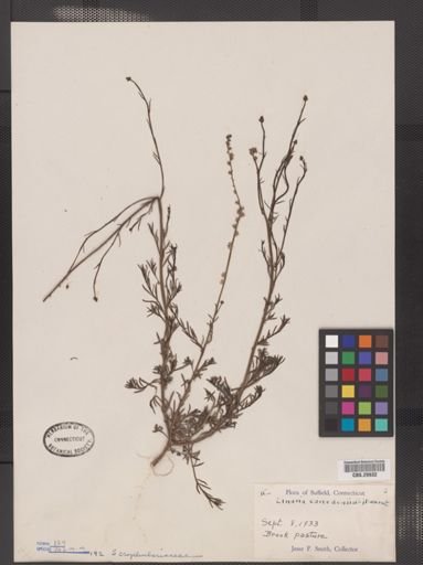 Linaria canadensis