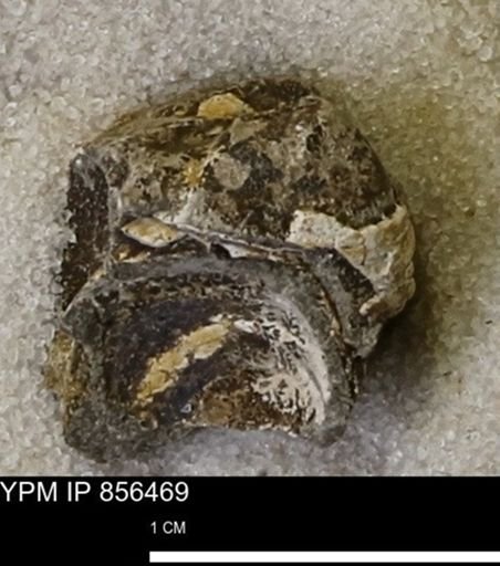 Limopsis striatopunctatus