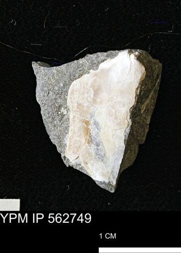 Phelopteria linguaeformis