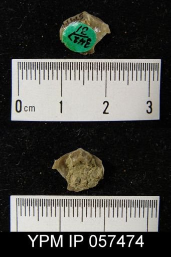 Rensselaerina medioplicata