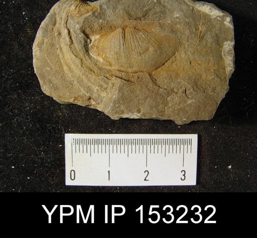 Chonetes sarcinulatus