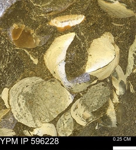 Limopsis striatopunctatus