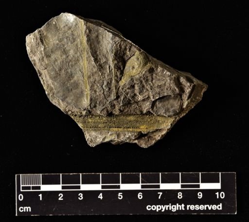 Camptopteris remondi