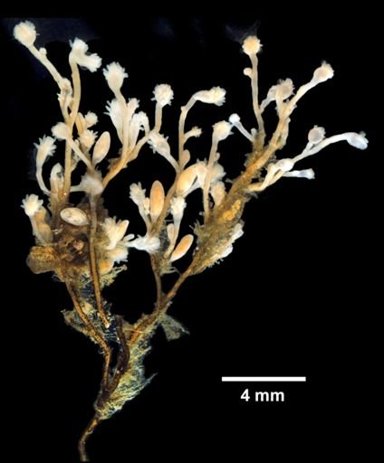 Cordylophora caspia