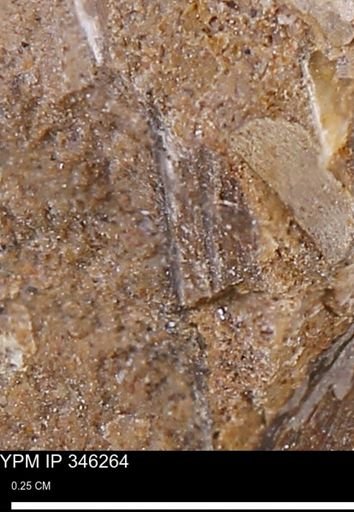 undet. Mollusca