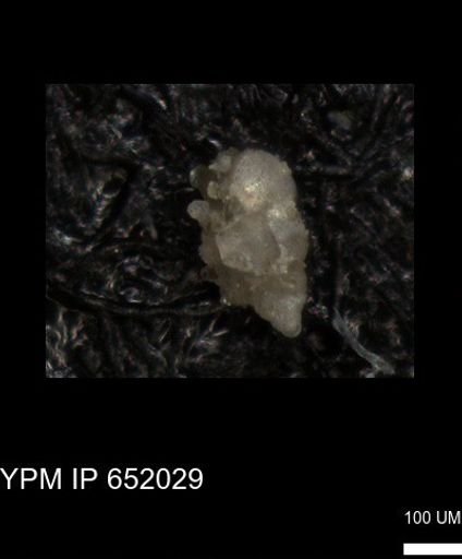 Heterohelicidae?