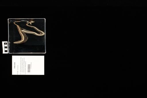 Crotalus cerastes