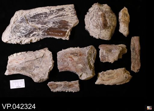 undet. Actinopterygii