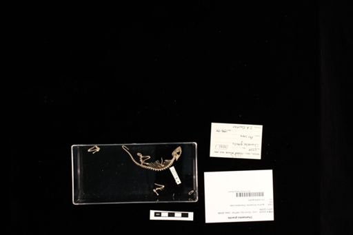 Chamaeleo gracilis