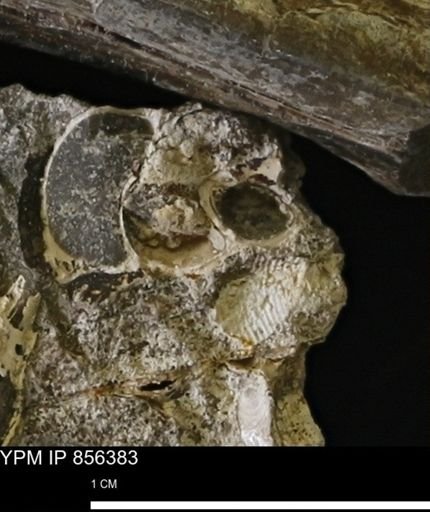 Drepanochilus sp.