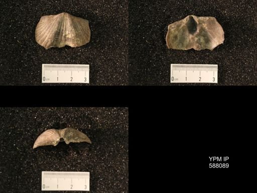 Platystrophia lynx