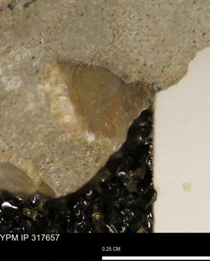 undet. Mollusca