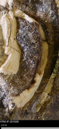 undet. Bivalvia