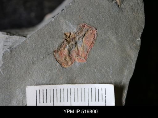 undet. Cornuta