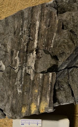 Sigillaria elongata