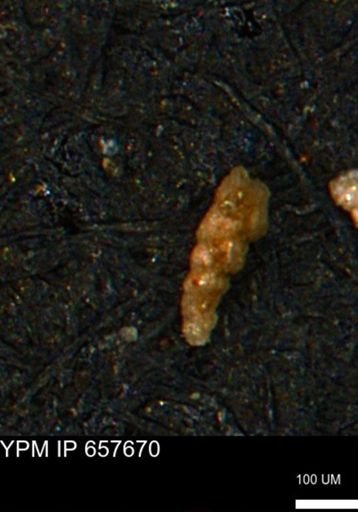 Verneuilinoides kansasensis