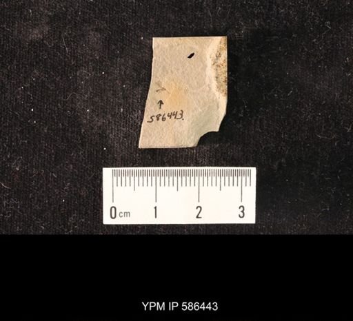 undet. Hymenoptera