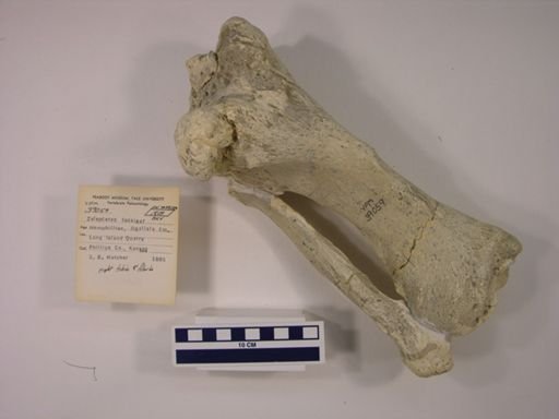 Teleoceras fossiger