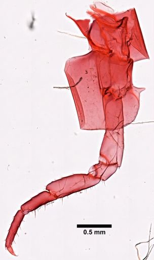 Platorchestia platensis