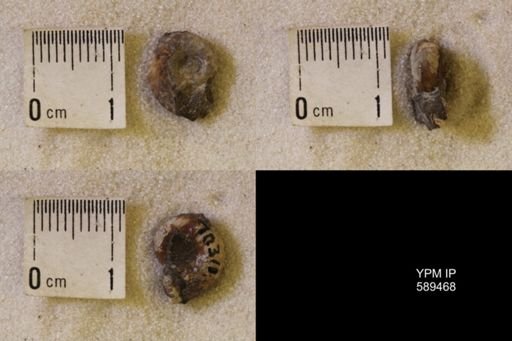 undet. Scaphitidae