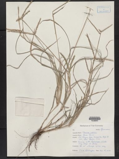Eleusine indica