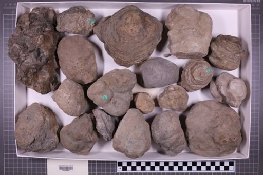 mixed taxa, stratigraphic collection