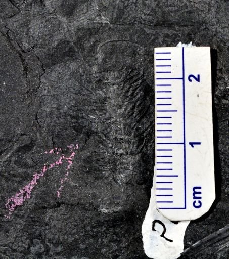 Asterophyllites sp.