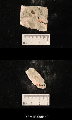 Protereisma permianum