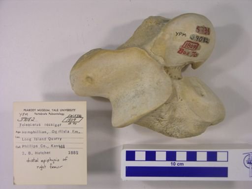 Teleoceras fossiger