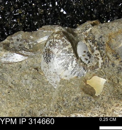 Crenella elegantula