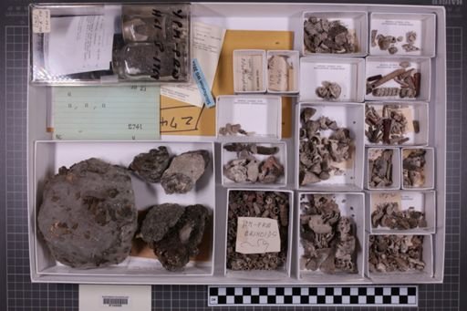 mixed taxa, stratigraphic collection